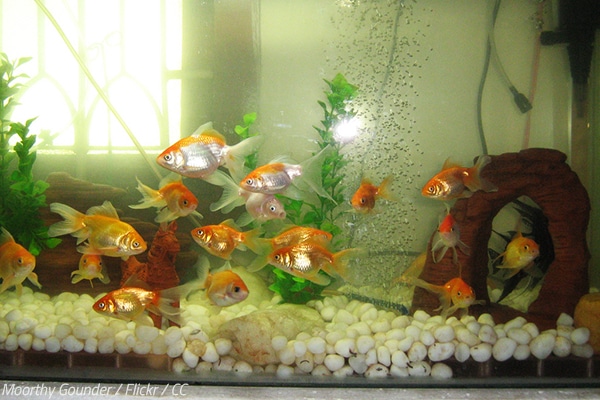 How to move a fish tank to a new house