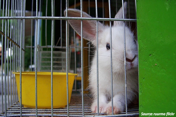 moving with rabbits: how to move house with a rabbit