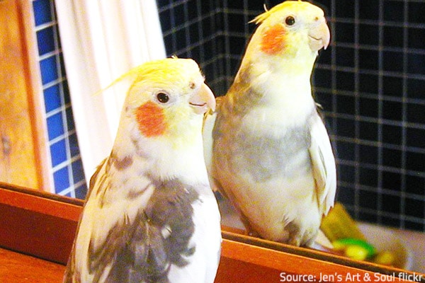 Tips for moving with pet birds.